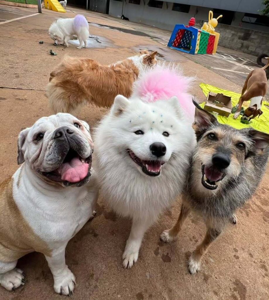 mydoglazer_1701184438_3246092798905764955_335237084