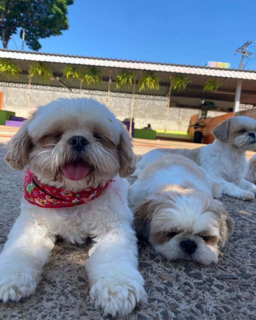 mydoglazer_1704384499_3272936855959178641_335237084