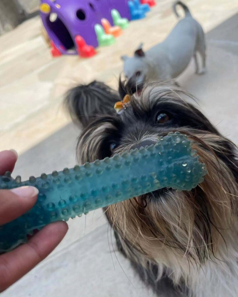 mydoglazer_1704384499_3272936855967527222_335237084