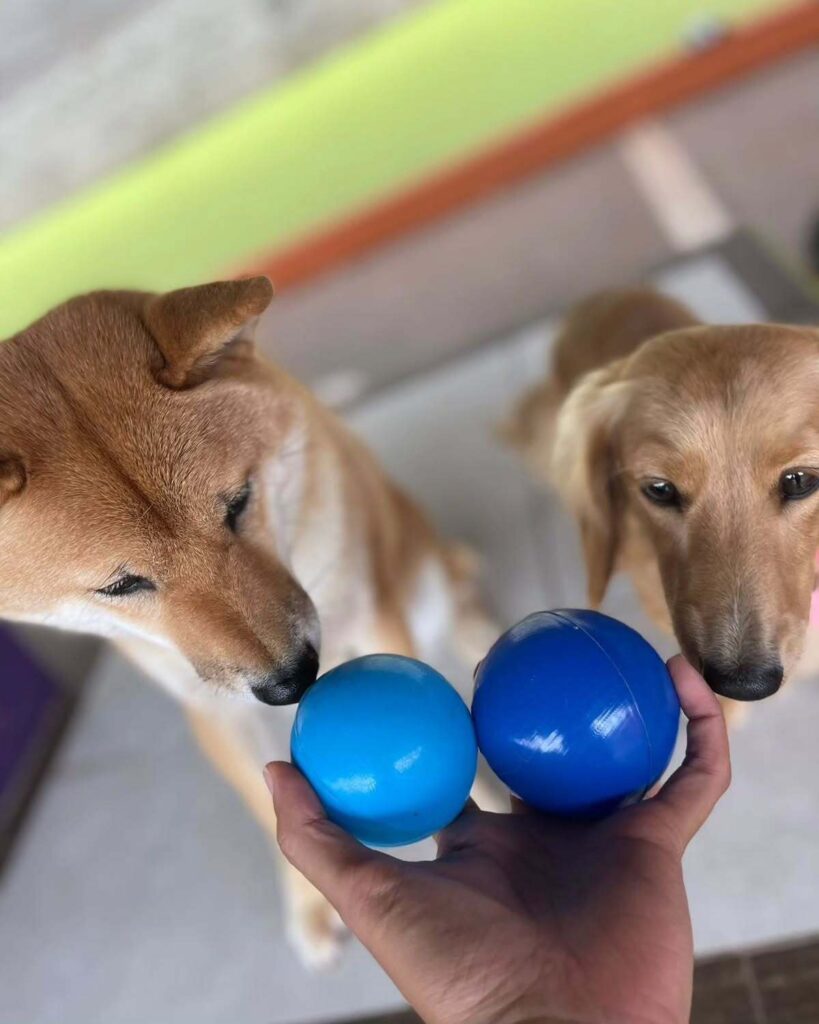 mydoglazer_1704384499_3272936856043007978_335237084