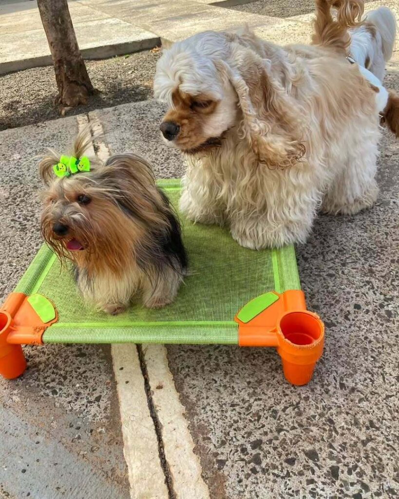 mydoglazer_1708637116_3308610396436217808_335237084