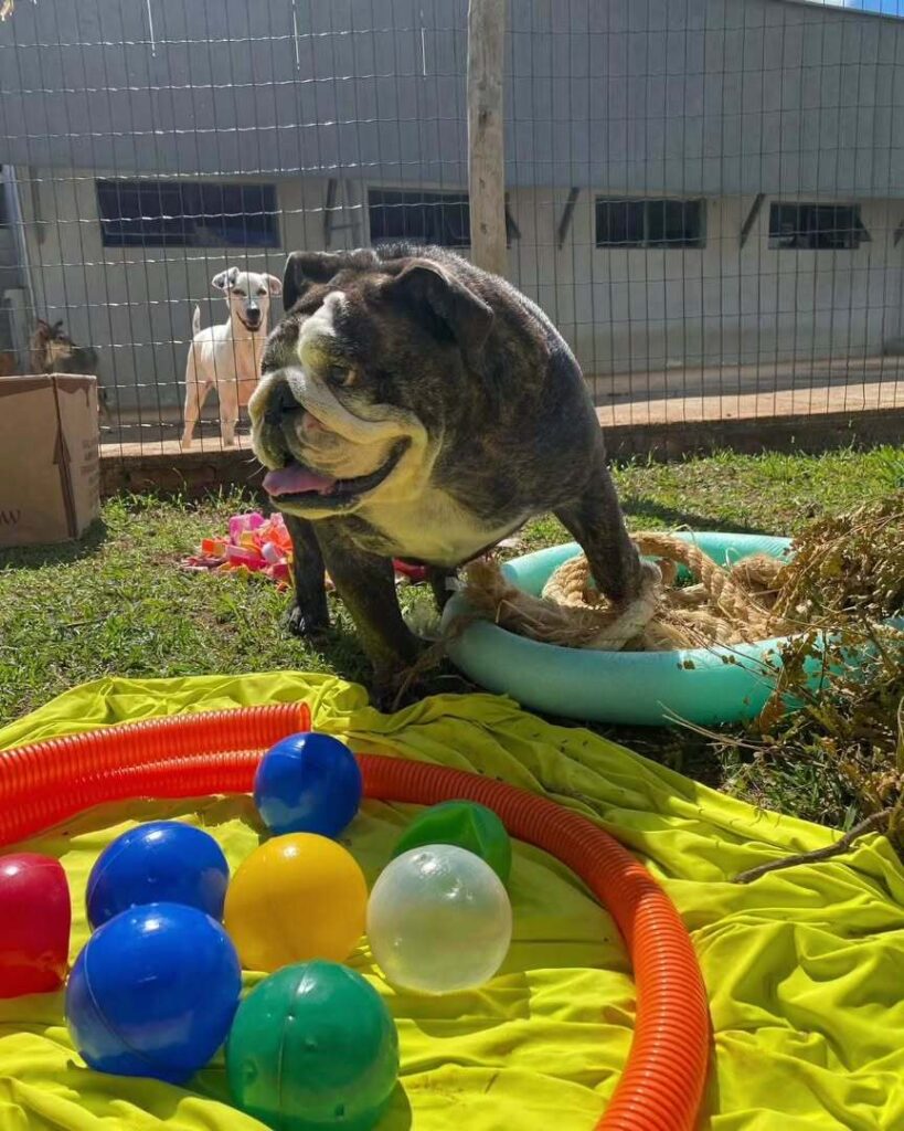 mydoglazer_1708637116_3308610396444682387_335237084