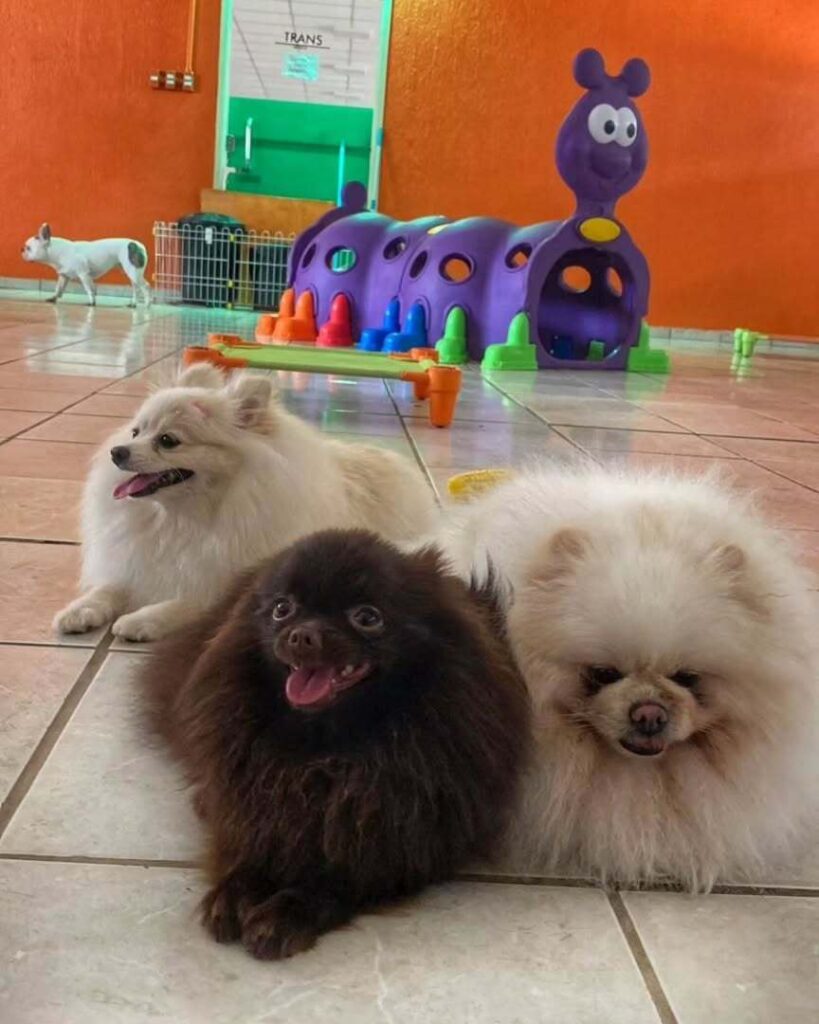 mydoglazer_1708637116_3308610396570326183_335237084