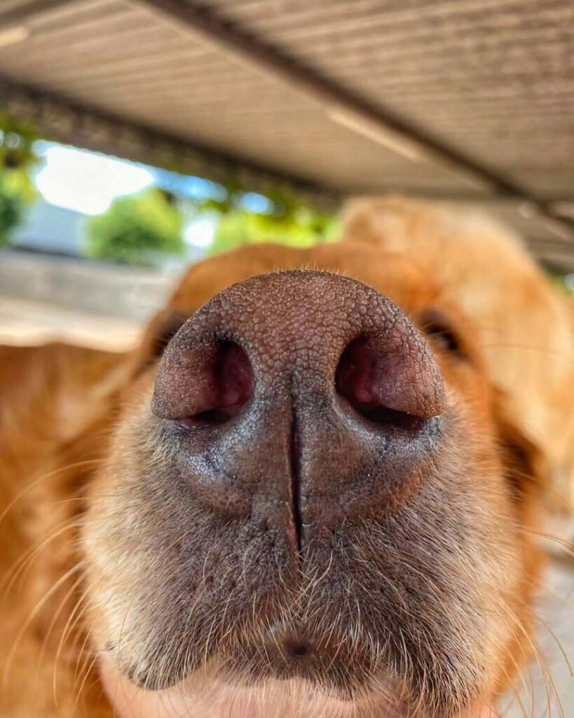 mydoglazer_1708637116_3308610396578668855_335237084