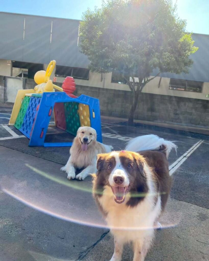 mydoglazer_1708960388_3311322202287861959_335237084