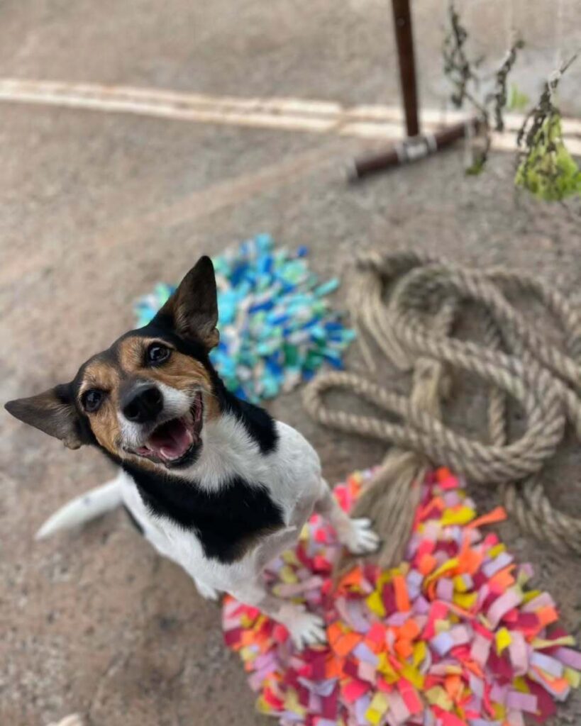 mydoglazer_1708960388_3311322202296053501_335237084