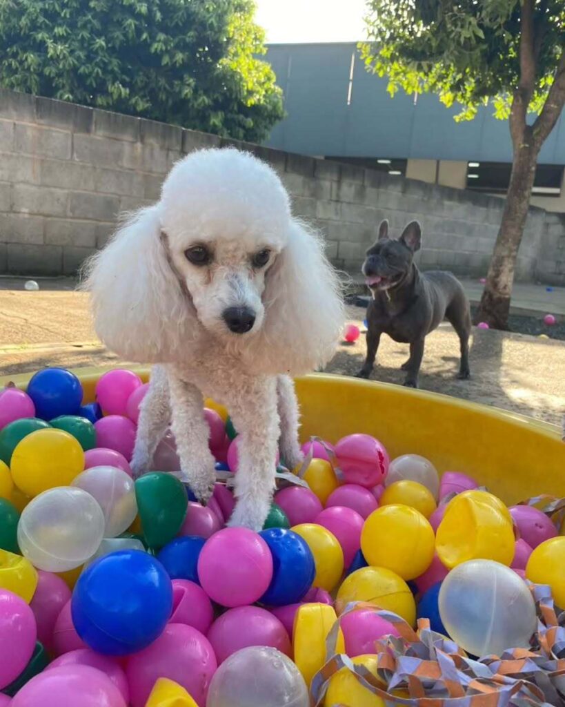 mydoglazer_1708960388_3311322202304435675_335237084