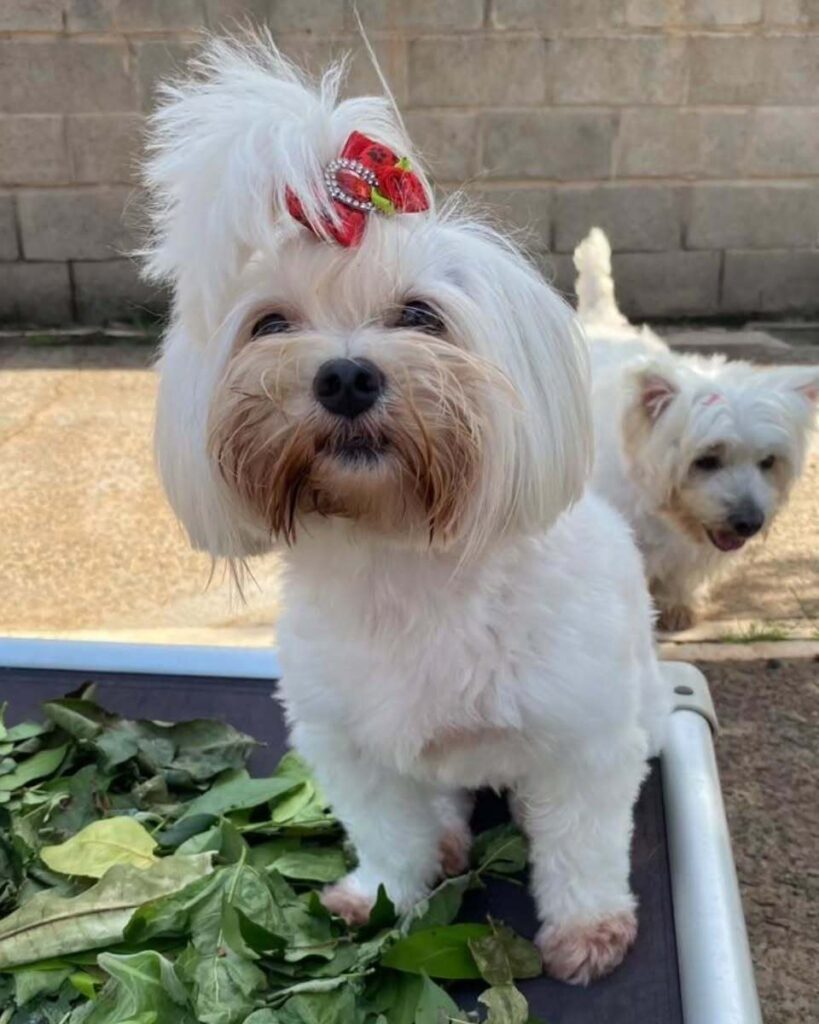 mydoglazer_1708960388_3311322202304558981_335237084