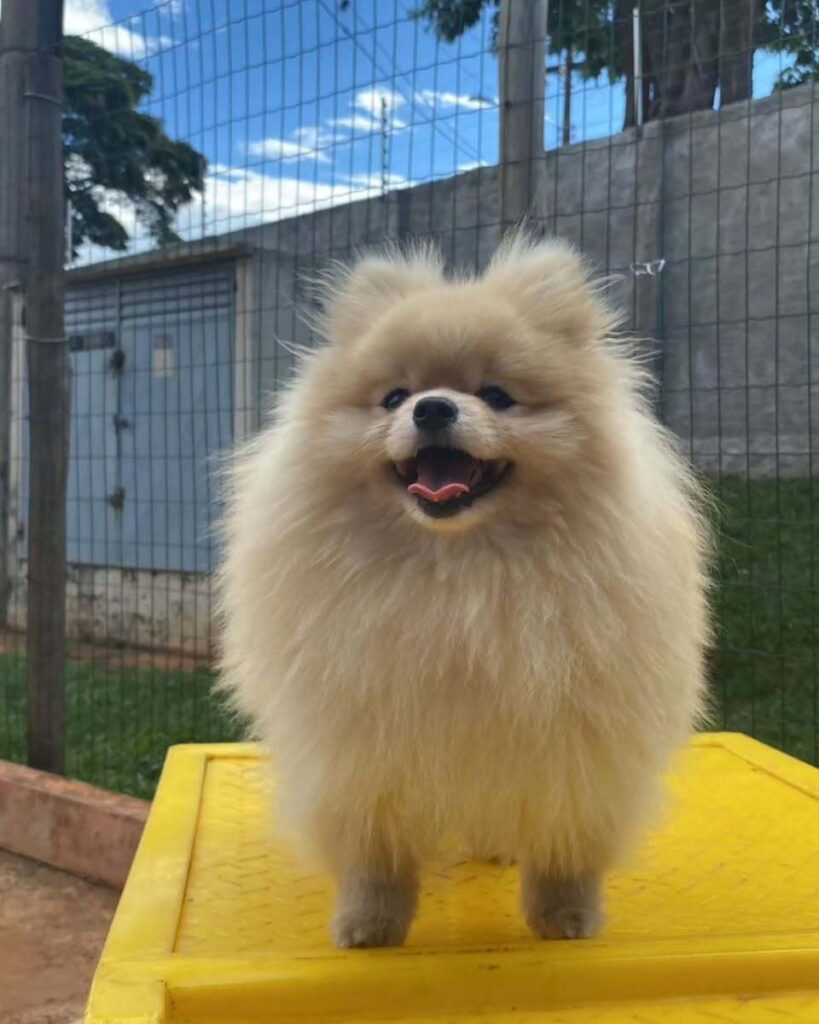 mydoglazer_1708960388_3311322202304566068_335237084