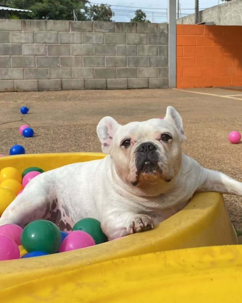 mydoglazer_1708960388_3311322202380145676_335237084