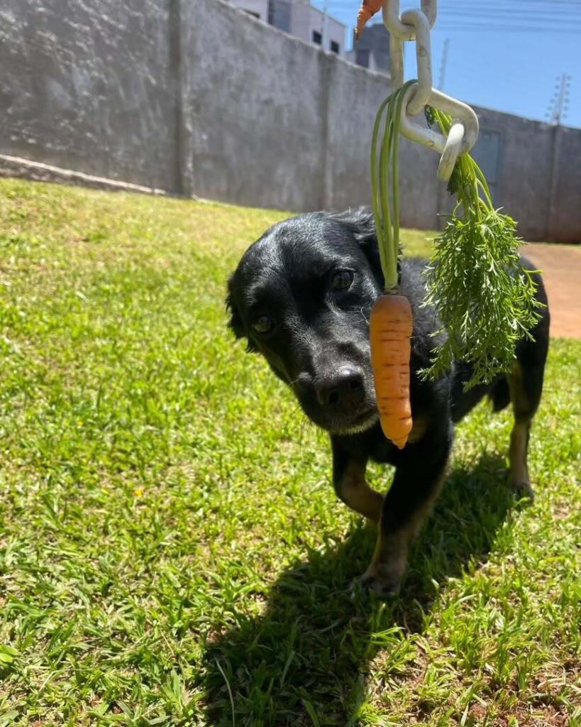 mydoglazer_1709846606_3318756331787108242_335237084