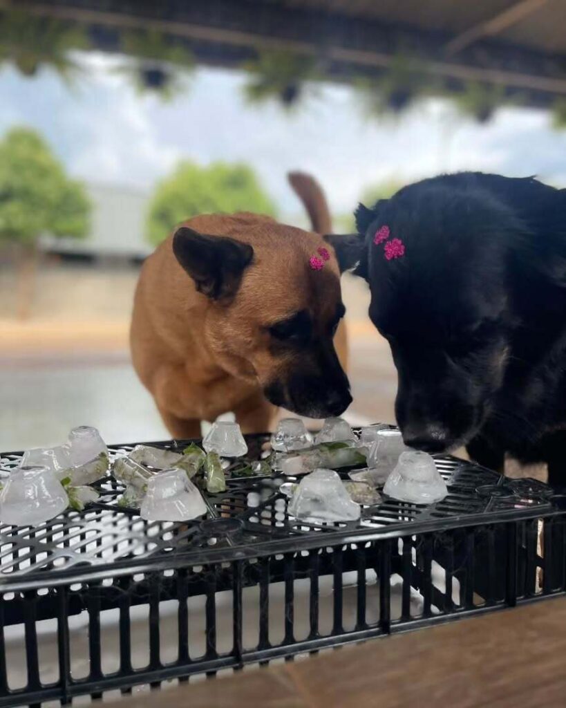 mydoglazer_1709846606_3318756331795306788_335237084