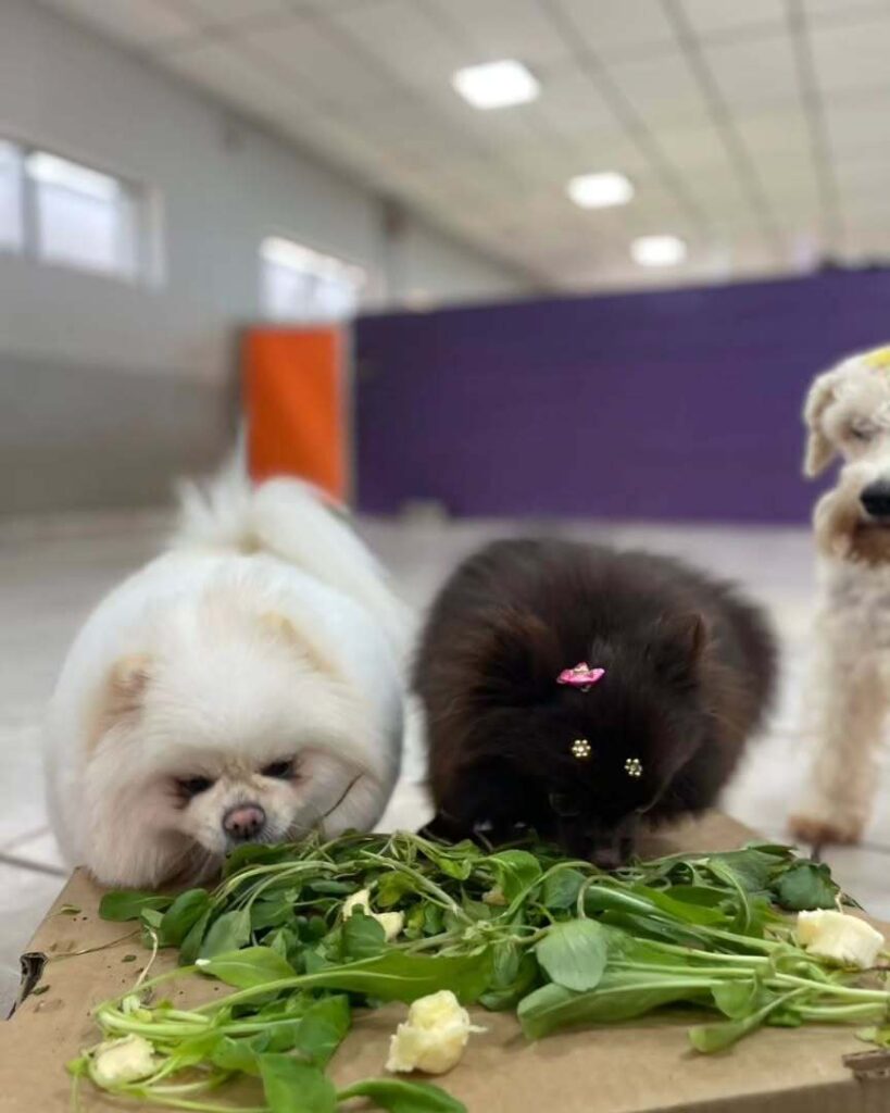 mydoglazer_1709846606_3318756331795349636_335237084