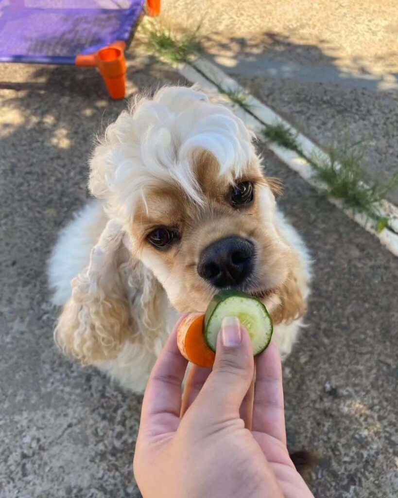 mydoglazer_1709846606_3318756331795355133_335237084