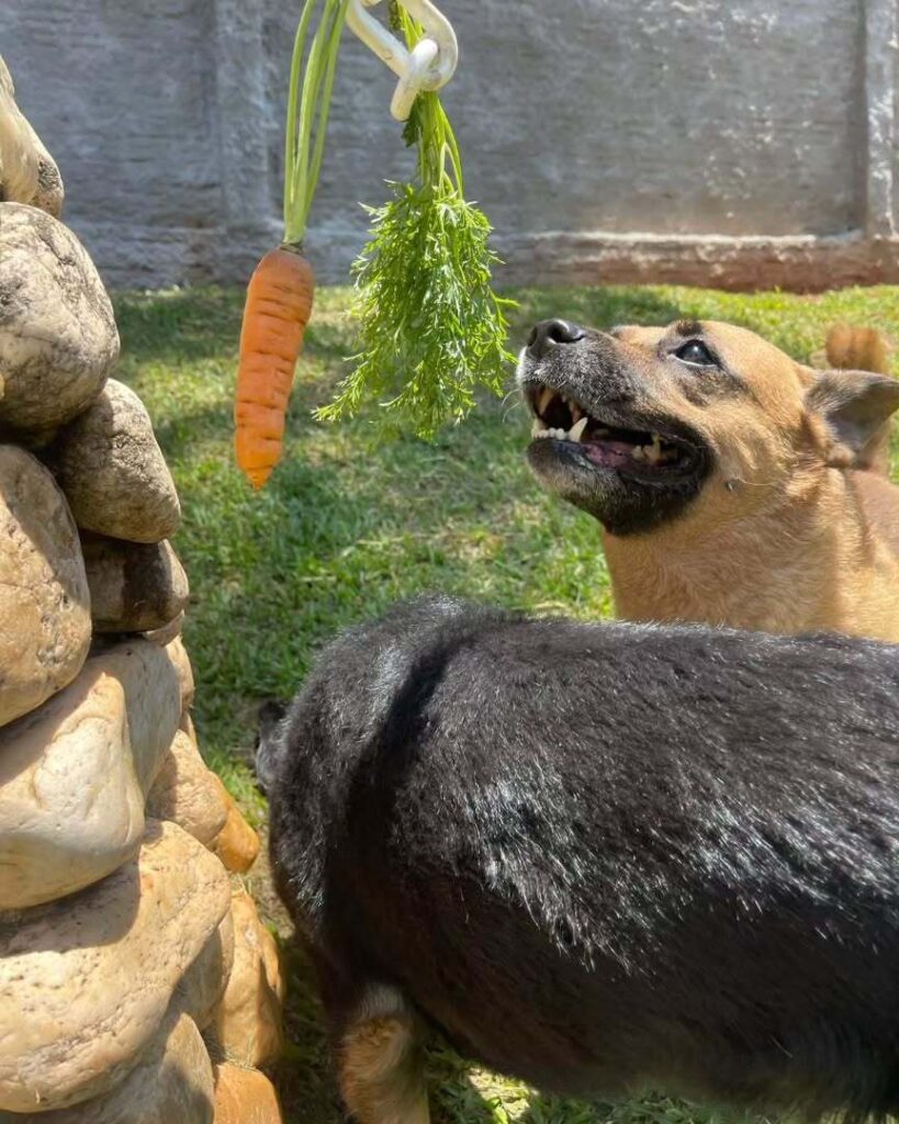 mydoglazer_1709846606_3318756331795390575_335237084