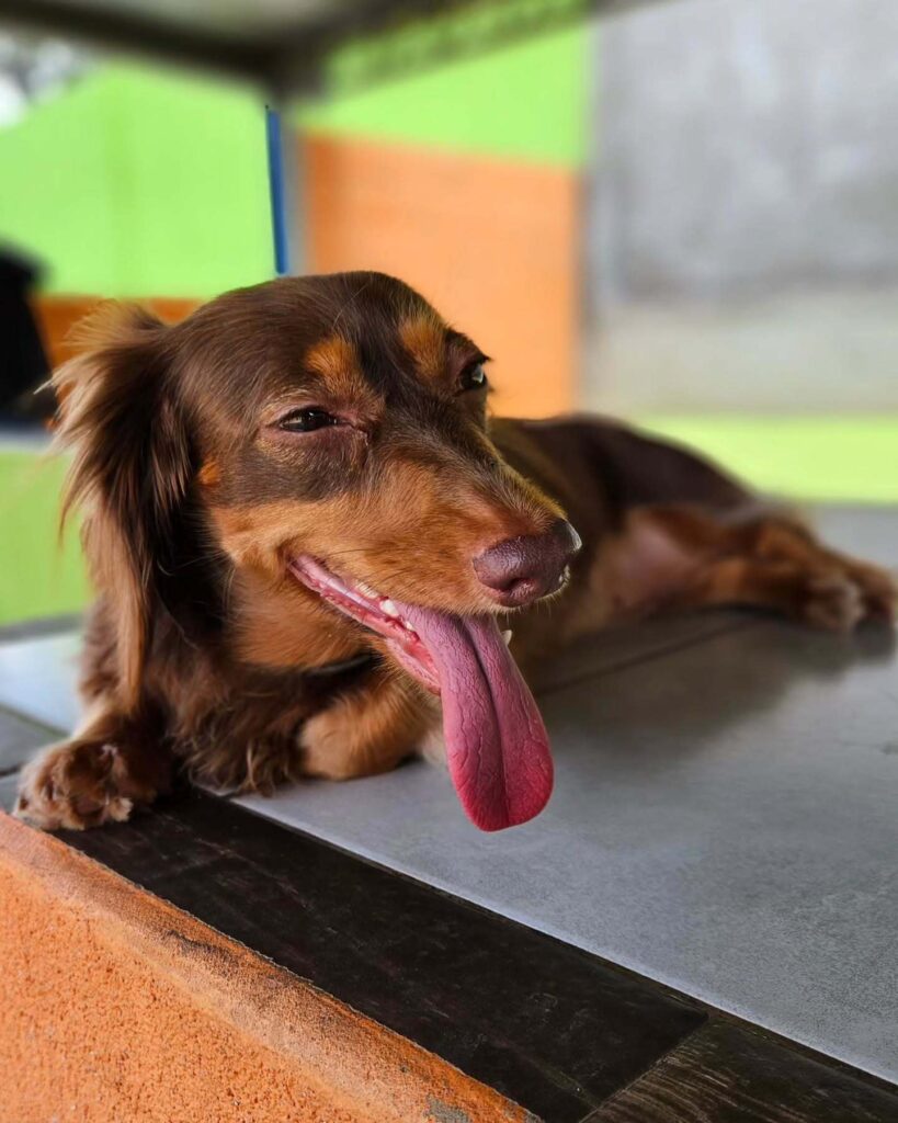 mydoglazer_1730484653_3491880821612915899_335237084