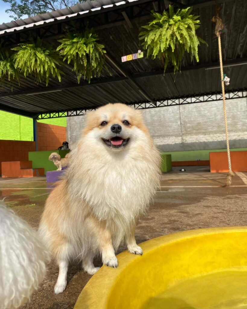 mydoglazer_1732449649_3507770224344491254_335237084