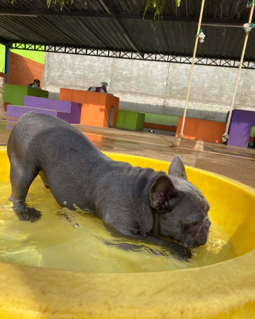 mydoglazer_1732449649_3507770224621233458_335237084